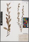 Foto von Salix aurita L. x Salix repens L.